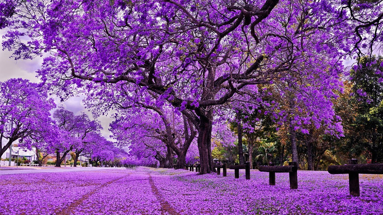 Những vùng trời Úc rực rỡ màu hoa phượng tím không thể bỏ qua khi du lịch Úc | TOPTOUR