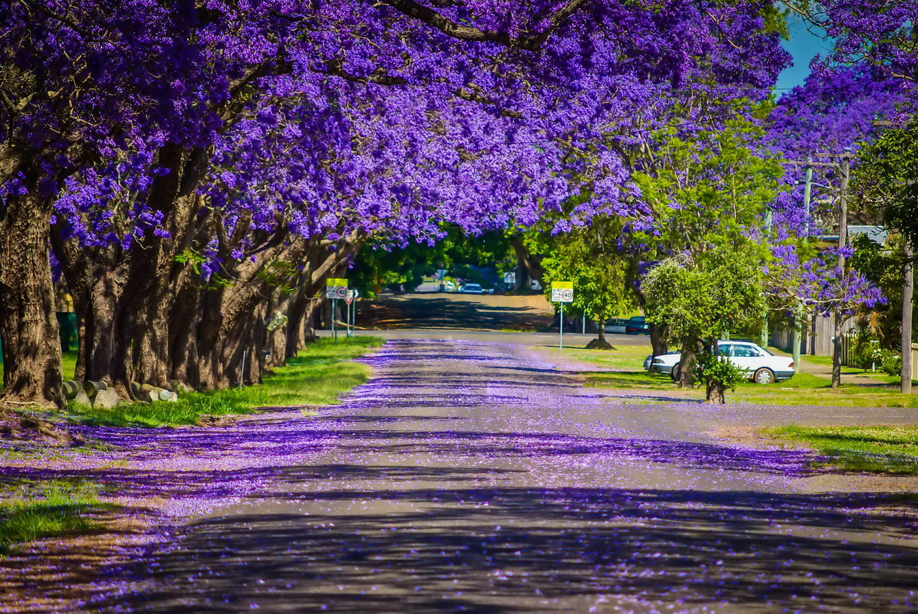Những vùng trời Úc rực rỡ màu hoa phượng tím không thể bỏ tại Úc | TOPTOUR