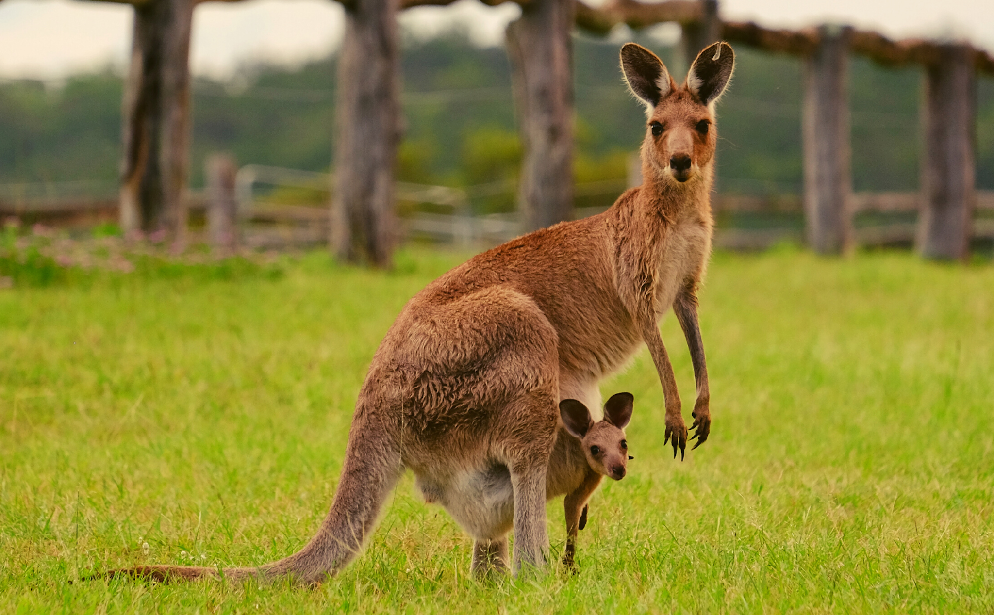 Khám phá "Kangaroo" - Loài vật độc đáo của Úc – Du lịch Úc tháng 9 | TOPTOUR