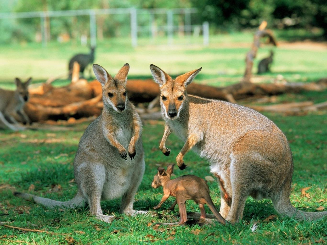 Lý do xuất hiện tên gọi Kangaroo – Du lịch Úc tháng 9 | TOPTOUR