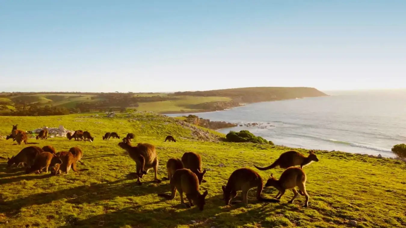Kangaroo và văn hóa Úc – Du lịch Úc tháng 9 | TOPTOUR