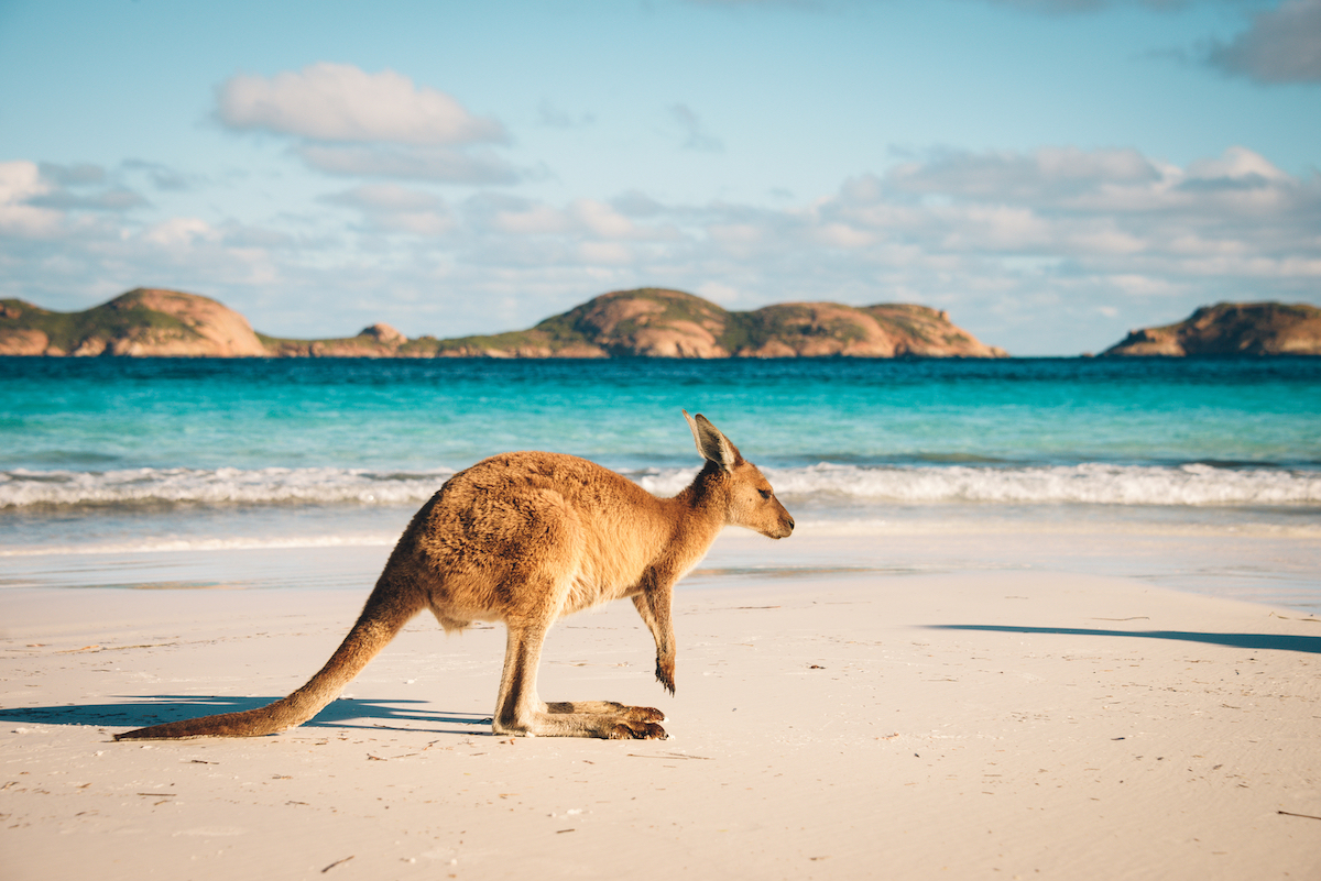 Tầm quan trọng của kangaroo đối với Úc – Du lịch Úc tháng 9 | TOPTOUR