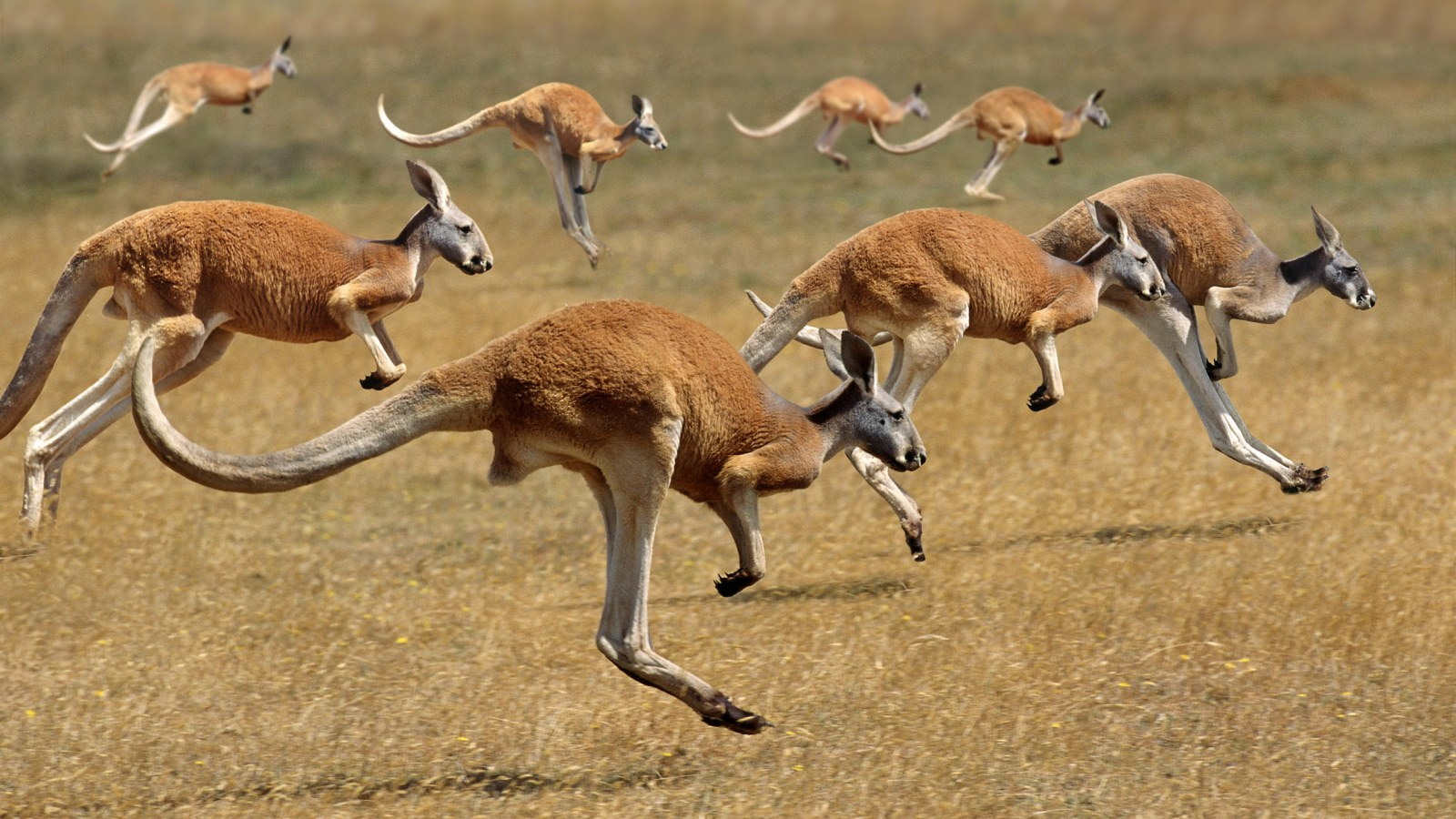 Trải nghiệm du lịch Úc tháng 9 gặp gỡ, hội ngộ với những chú kangaroo đáng yêu | TOPTOUR