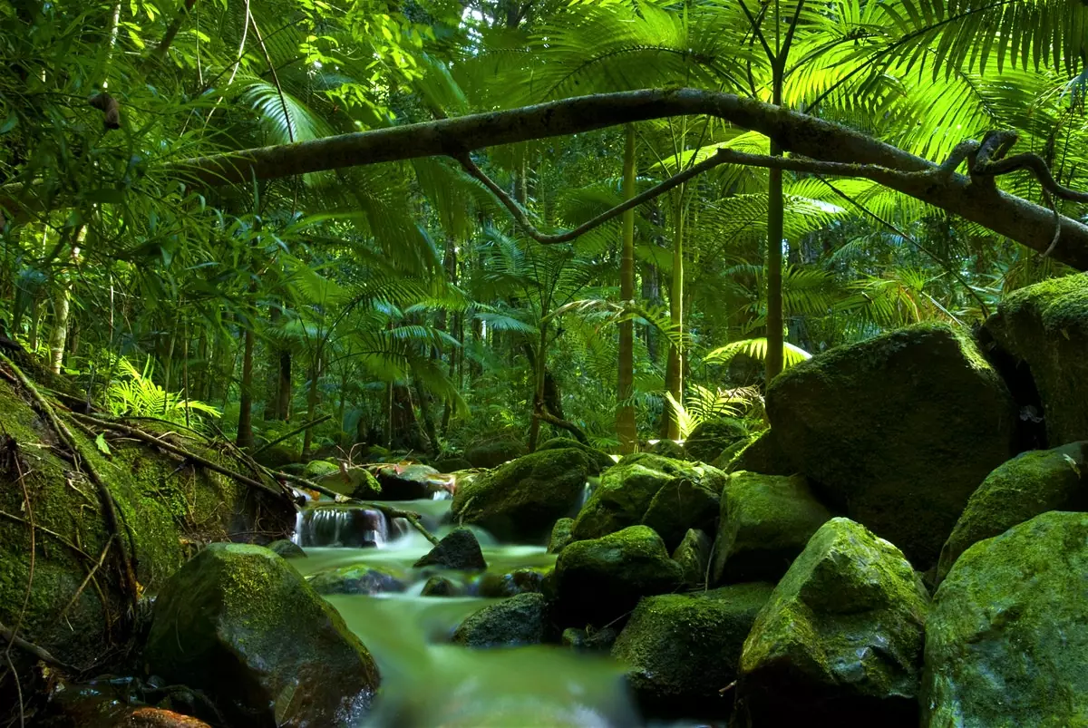 Công viên quốc gia Daintree Rainforest – Khu rừng nhiệt đới tựa chốn thần tiên | TOPTOUR