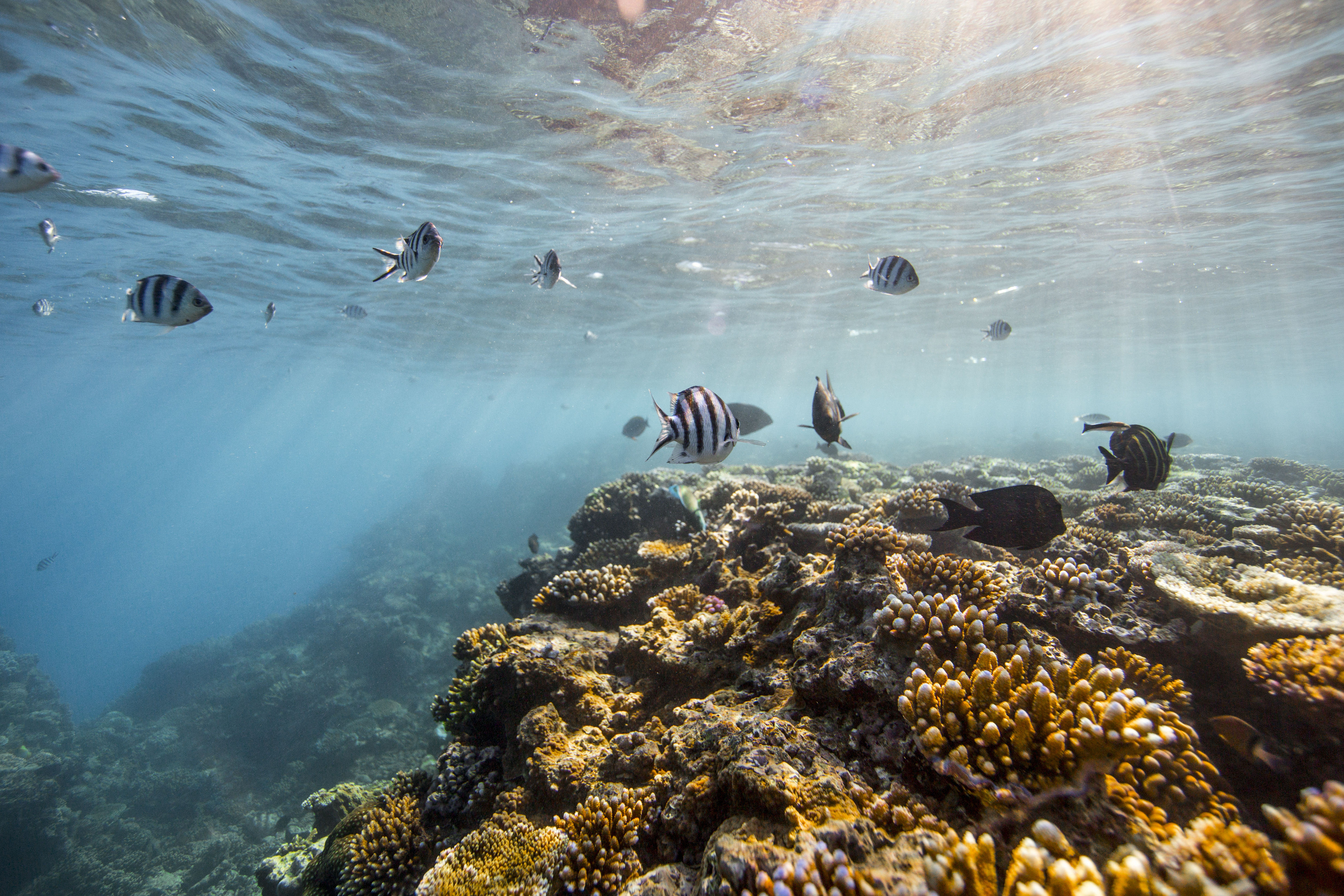 Du lịch Úc khám phá Great Barrier Reef: Nơi bình minh trỗi dậy từ biển cả | TOPTOUR