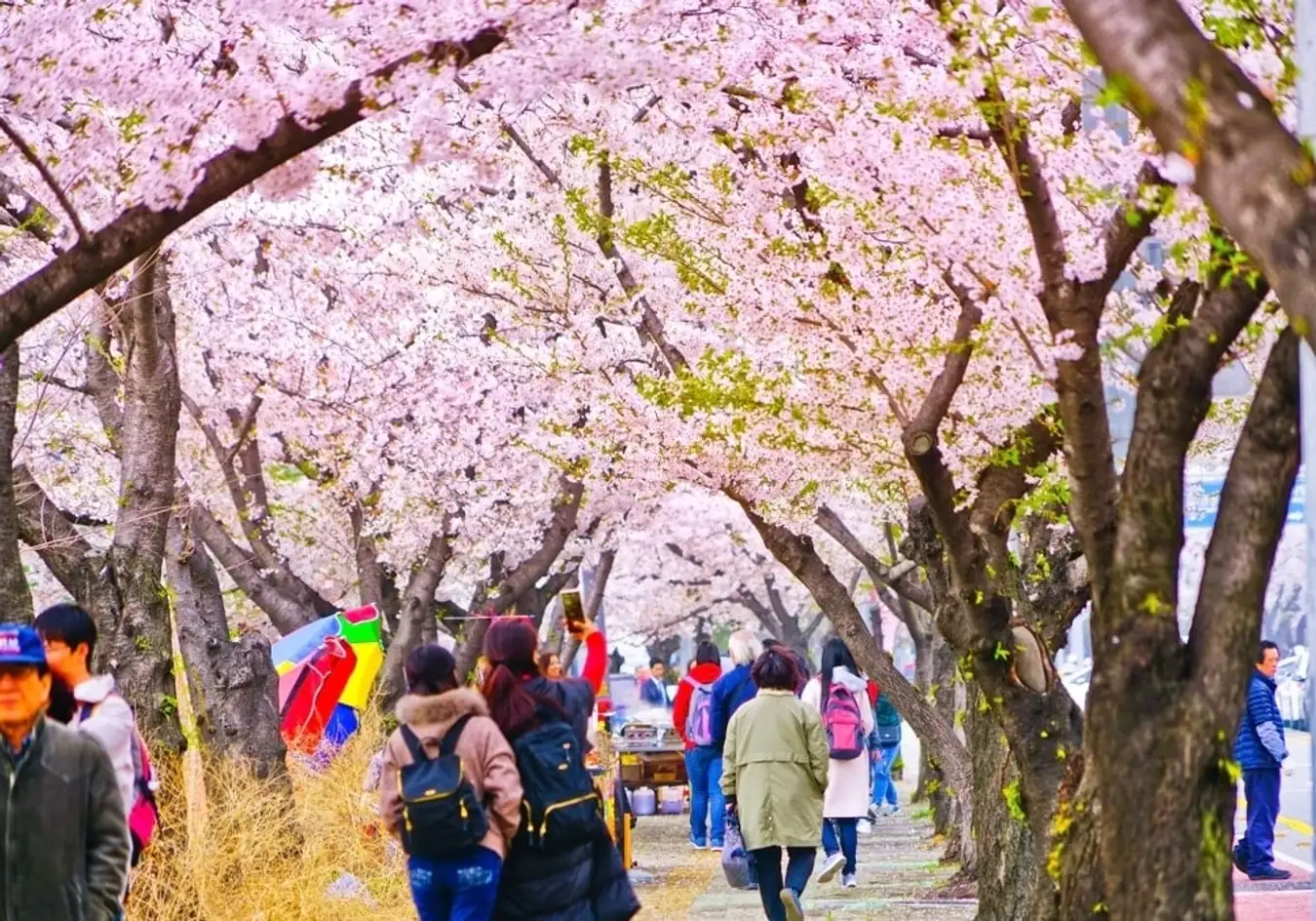 Yeongdeungpo Yeouido - Du lịch Hàn Quốc ngắm hoa anh đào