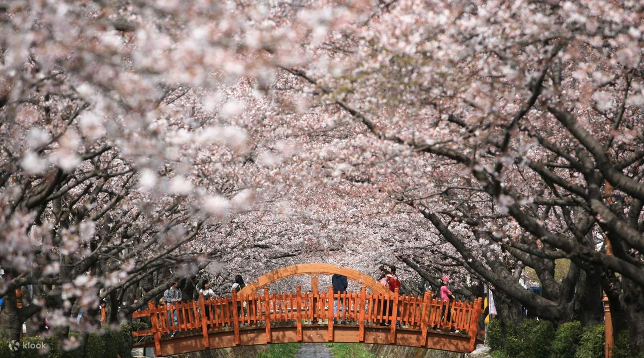 Du lịch Hàn Quốc ngắm hoa anh đào tại Jinhae Gunhangje