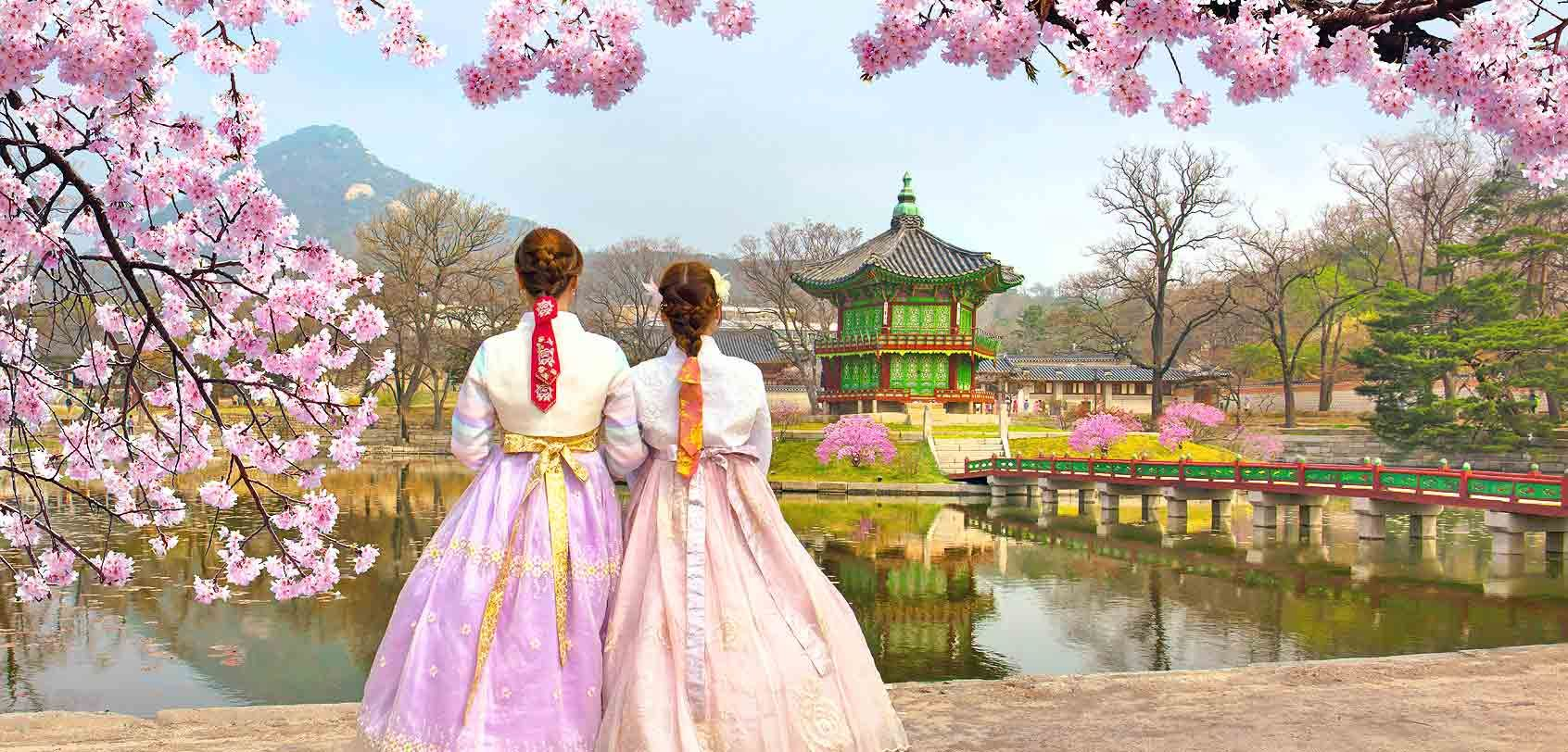 Du lịch Hàn Quốc ngắm hoa anh đào tại Jeju
